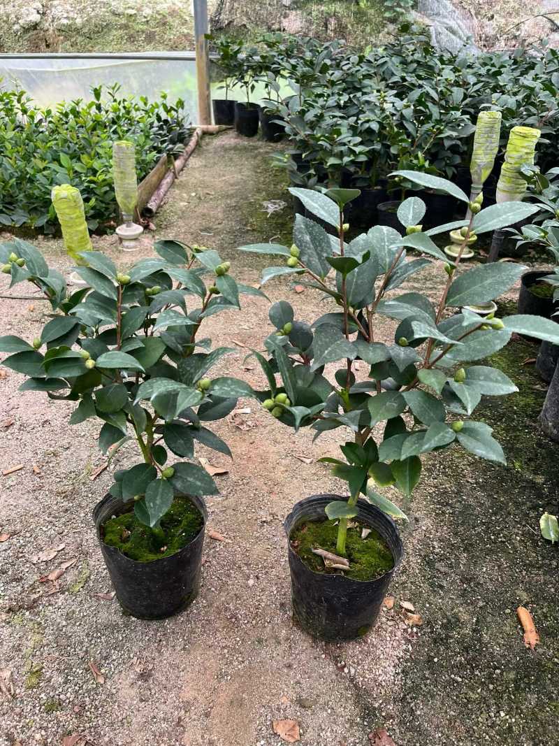 香妃茶花(带香味)茶花年宵花浓香型室内外绿植