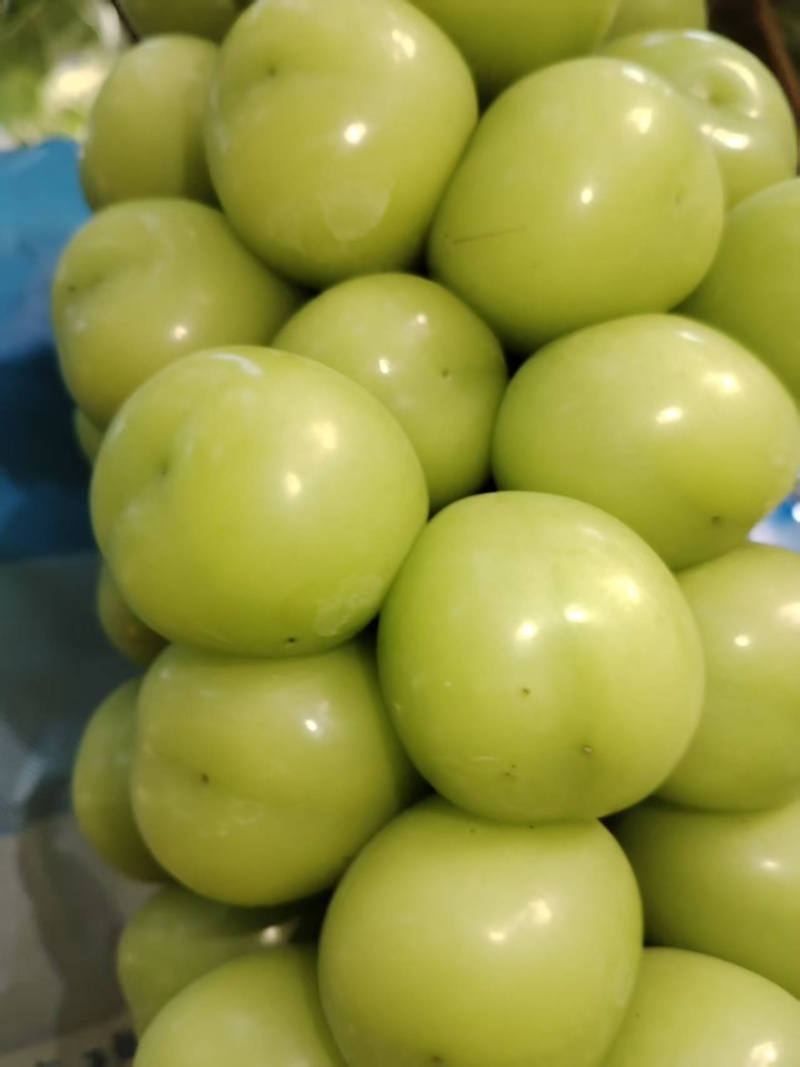 阳光玫瑰葡萄A17紫甜无核葡萄品类齐全河南产地可视频看