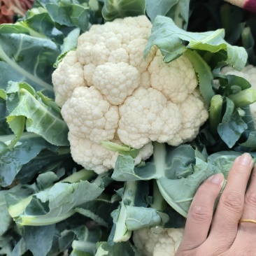 本地实花大量上市产地直发价格优惠支持视频看货