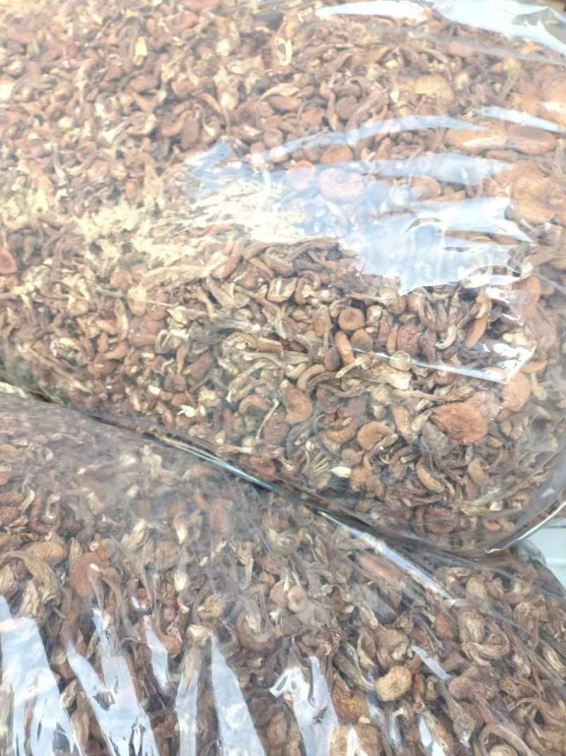 榛蘑东北产地批发源头供应大量有货批发一件代发