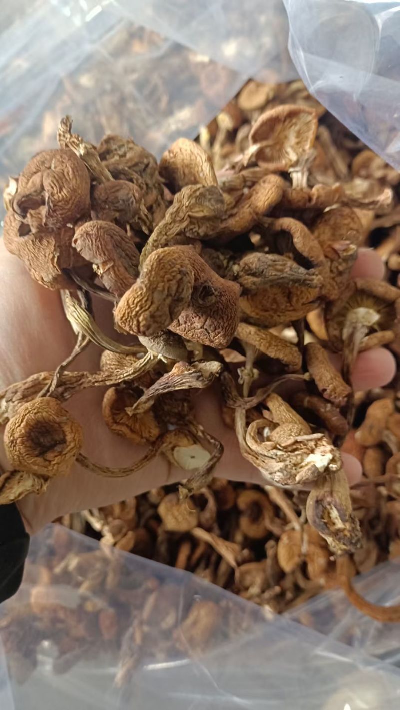 榛蘑东北产地批发源头供应大量有货批发一件代发