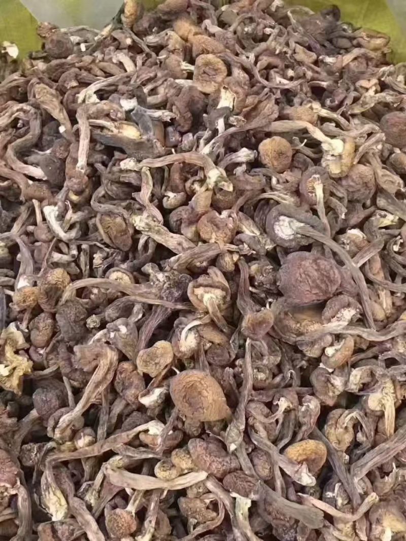 榛蘑东北产地批发源头供应大量有货批发一件代发