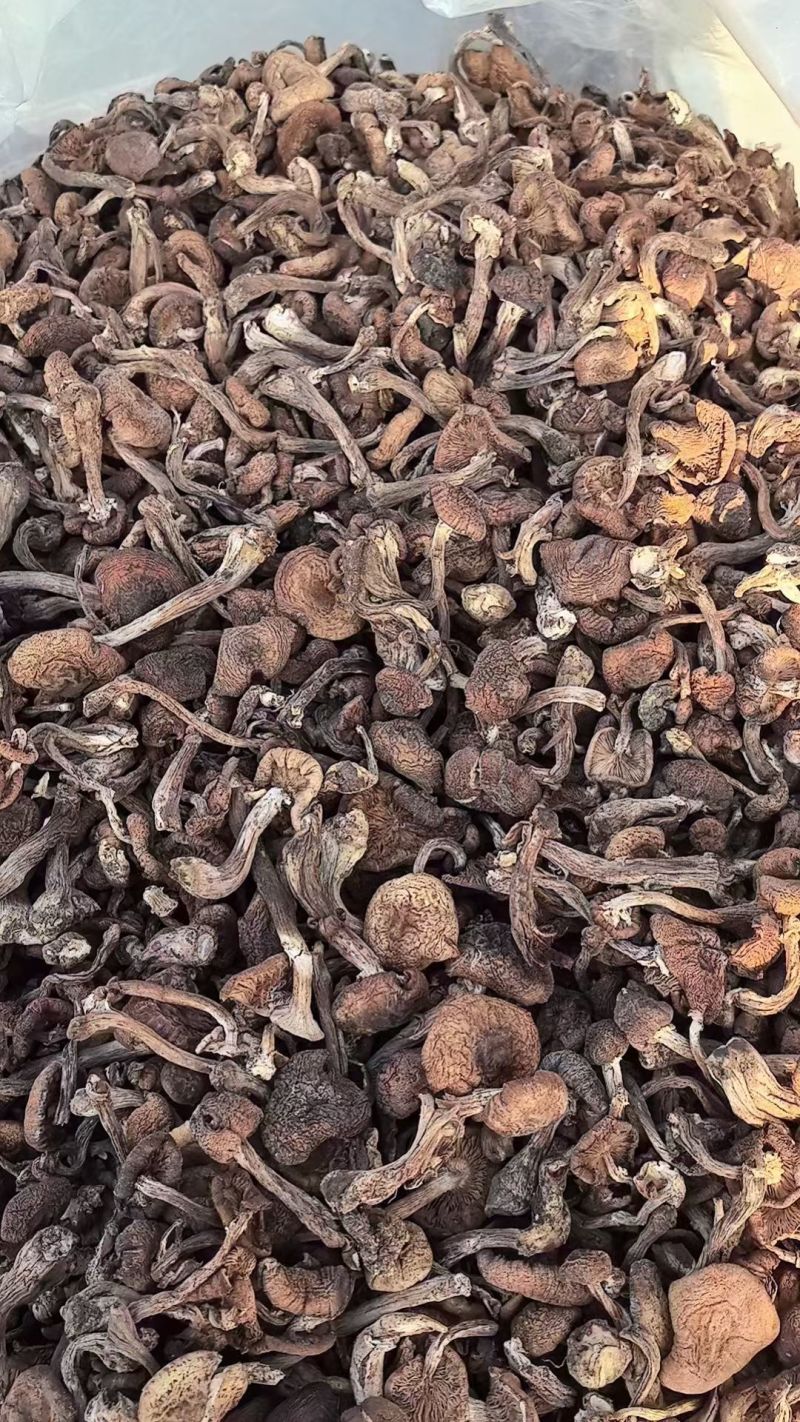 榛蘑东北产地批发源头供应大量有货批发一件代发