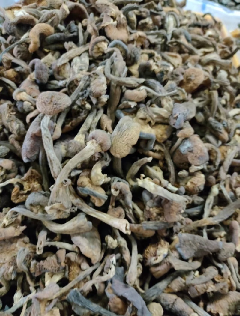 榛蘑东北产地批发源头供应大量有货批发一件代发