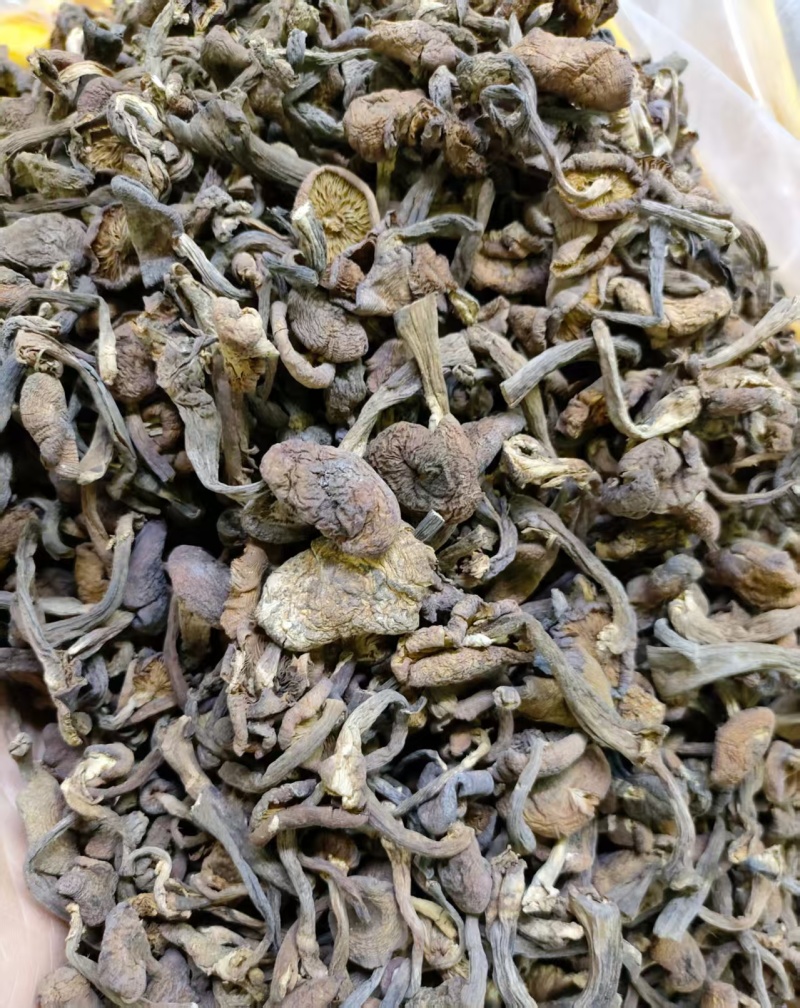 榛蘑东北产地批发源头供应大量有货批发一件代发