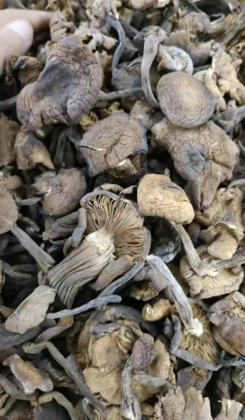 榛蘑东北产地批发源头供应大量有货批发一件代发