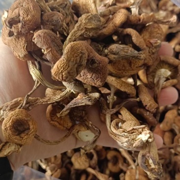 榛蘑东北产地批发源头供应大量有货批发一件代发