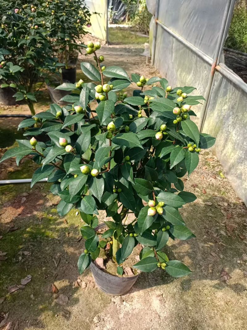 香妃大茶花高杆棒棒糖茶花年宵花
