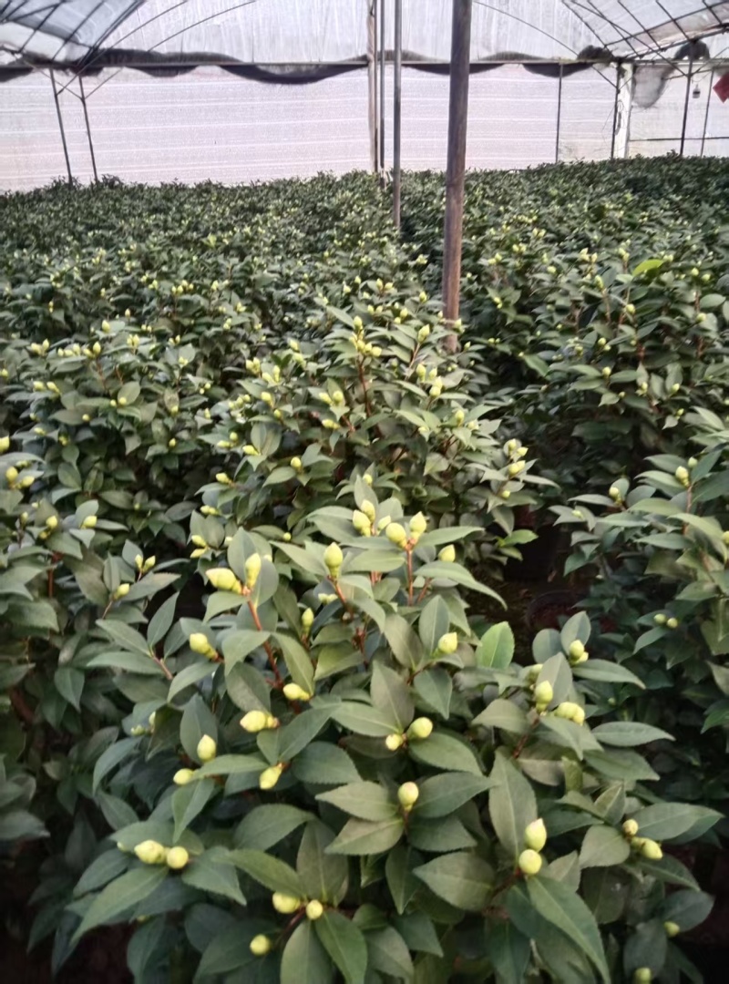香妃大茶花高杆棒棒糖茶花年宵花
