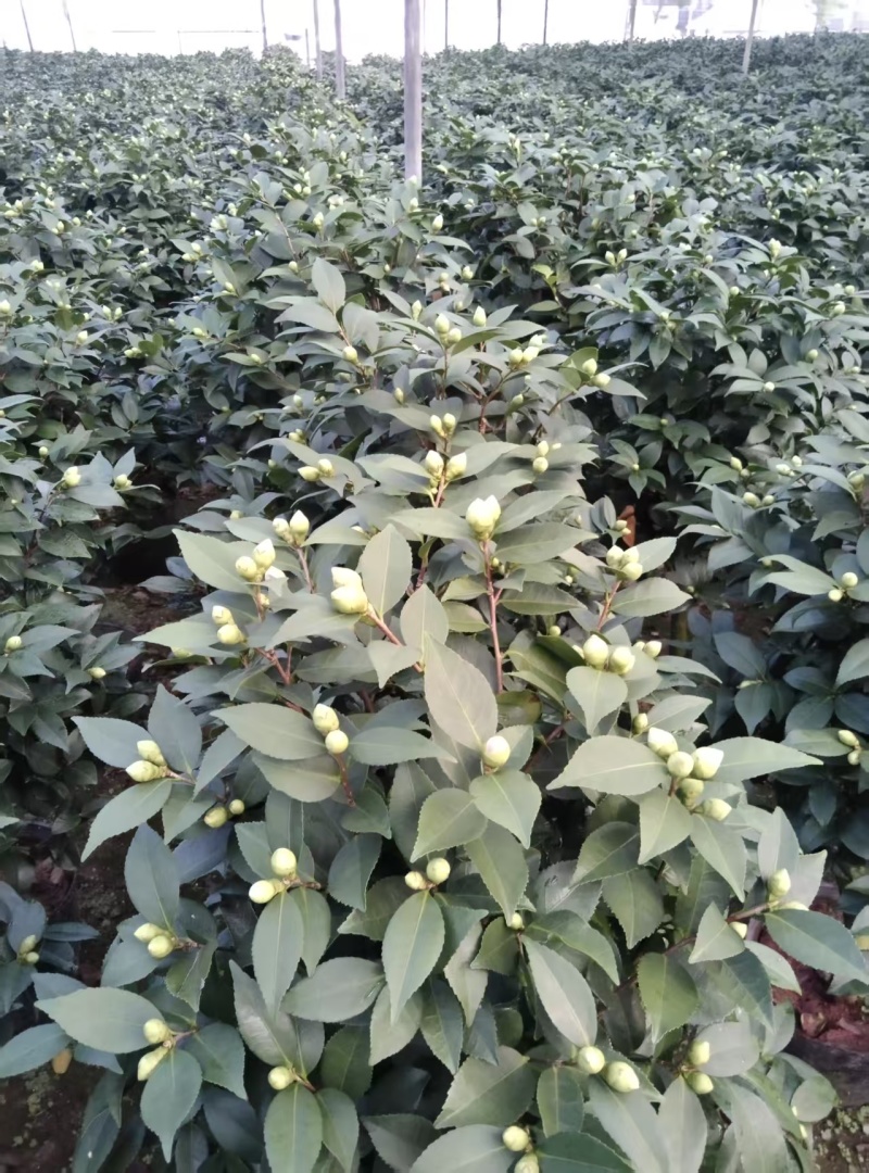 香妃大茶花高杆棒棒糖茶花年宵花