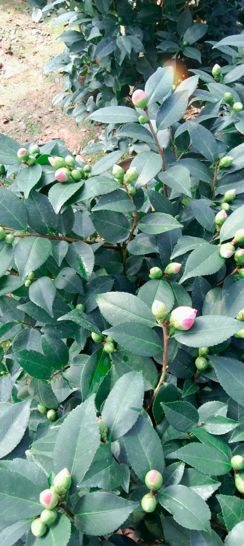 香妃大茶花高杆棒棒糖茶花年宵花
