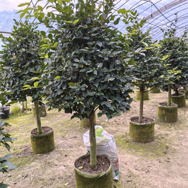香妃大茶花高杆棒棒糖茶花年宵花