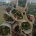 香妃大茶花高杆棒棒糖茶花年宵花