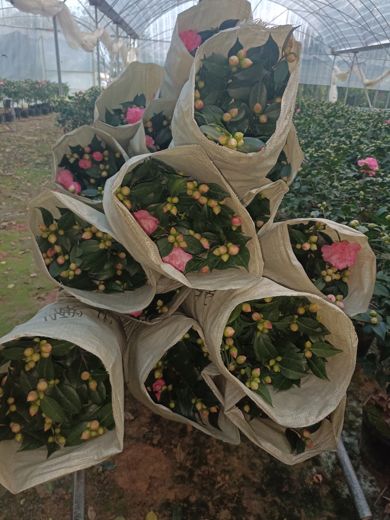 香妃大茶花高杆棒棒糖茶花年宵花