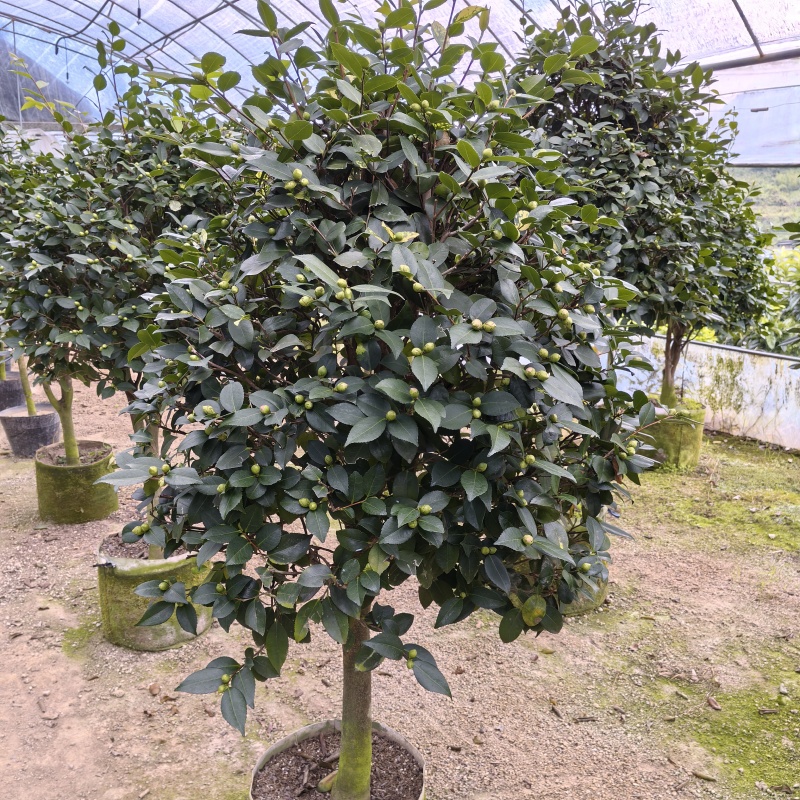 香妃大茶花高杆棒棒糖茶花年宵花
