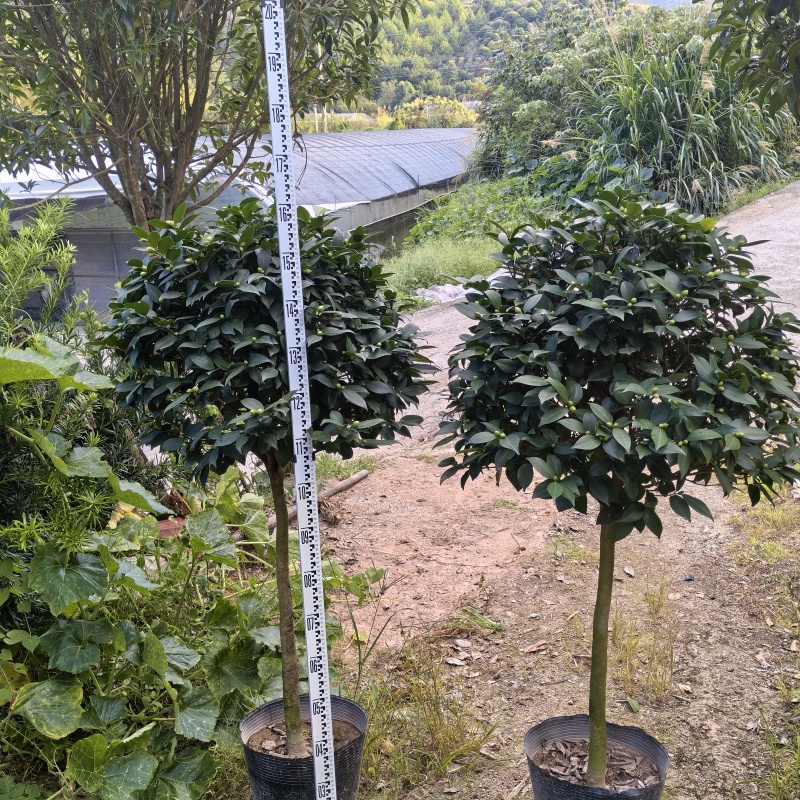 香妃大茶花高杆棒棒糖茶花年宵花