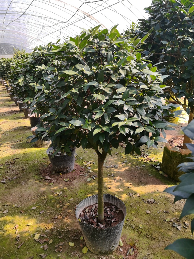 香妃大茶花高杆棒棒糖茶花年宵花