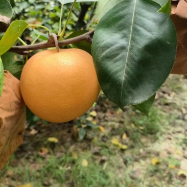 秋月梨