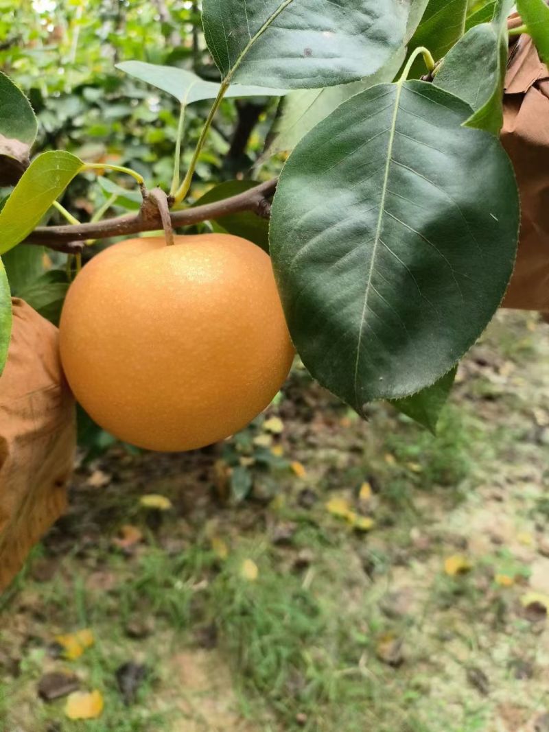 秋月梨