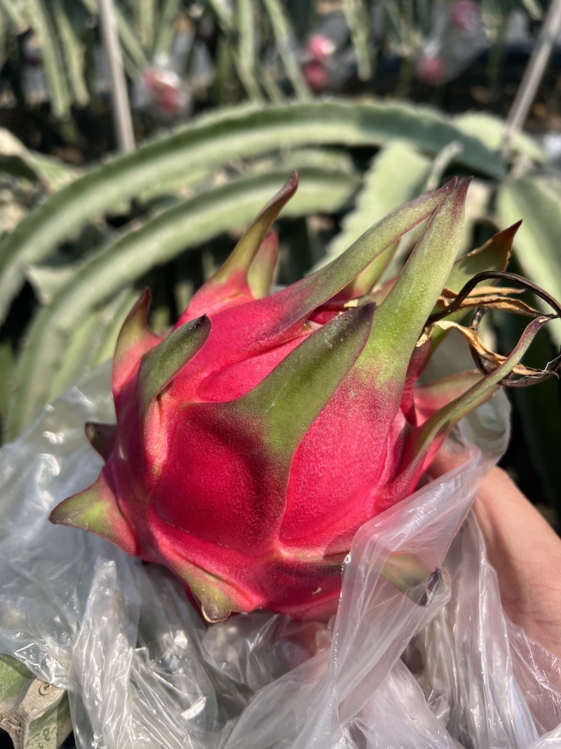 火龙果产地直供