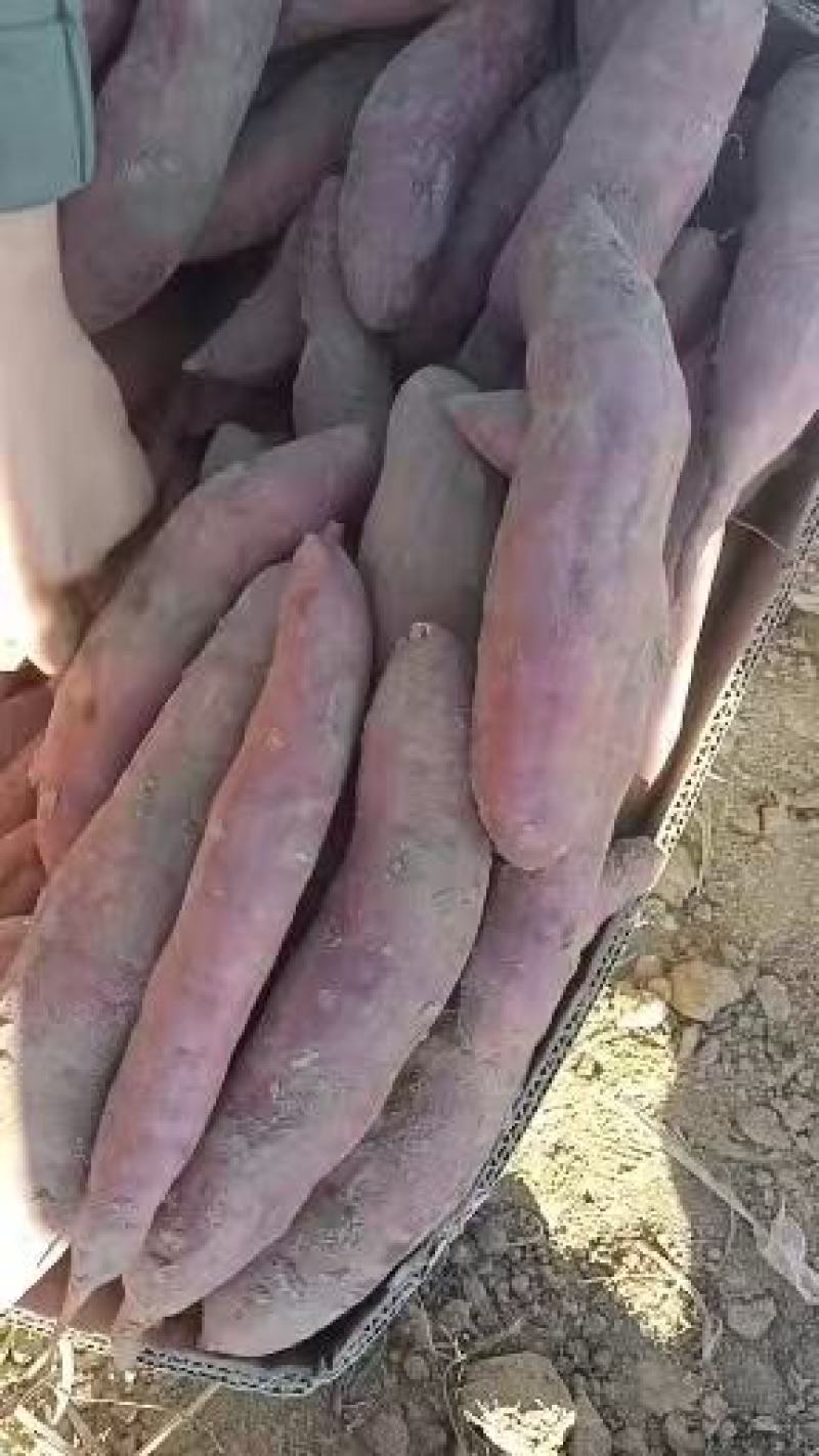 山西各种密薯大量上市，保证质量诚信代办欢迎随时联系