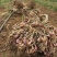 广东湛江白铁杆小香葱种四季易种小葱阳台盆栽基地种植葱头种