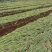 广东湛江白铁杆小香葱种四季易种小葱阳台盆栽基地种植葱头种