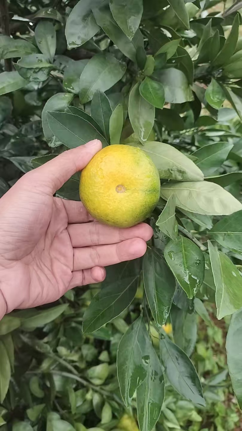 湖北高山蜜橘，皮薄化碴，产地直销，一手货源，交通便利