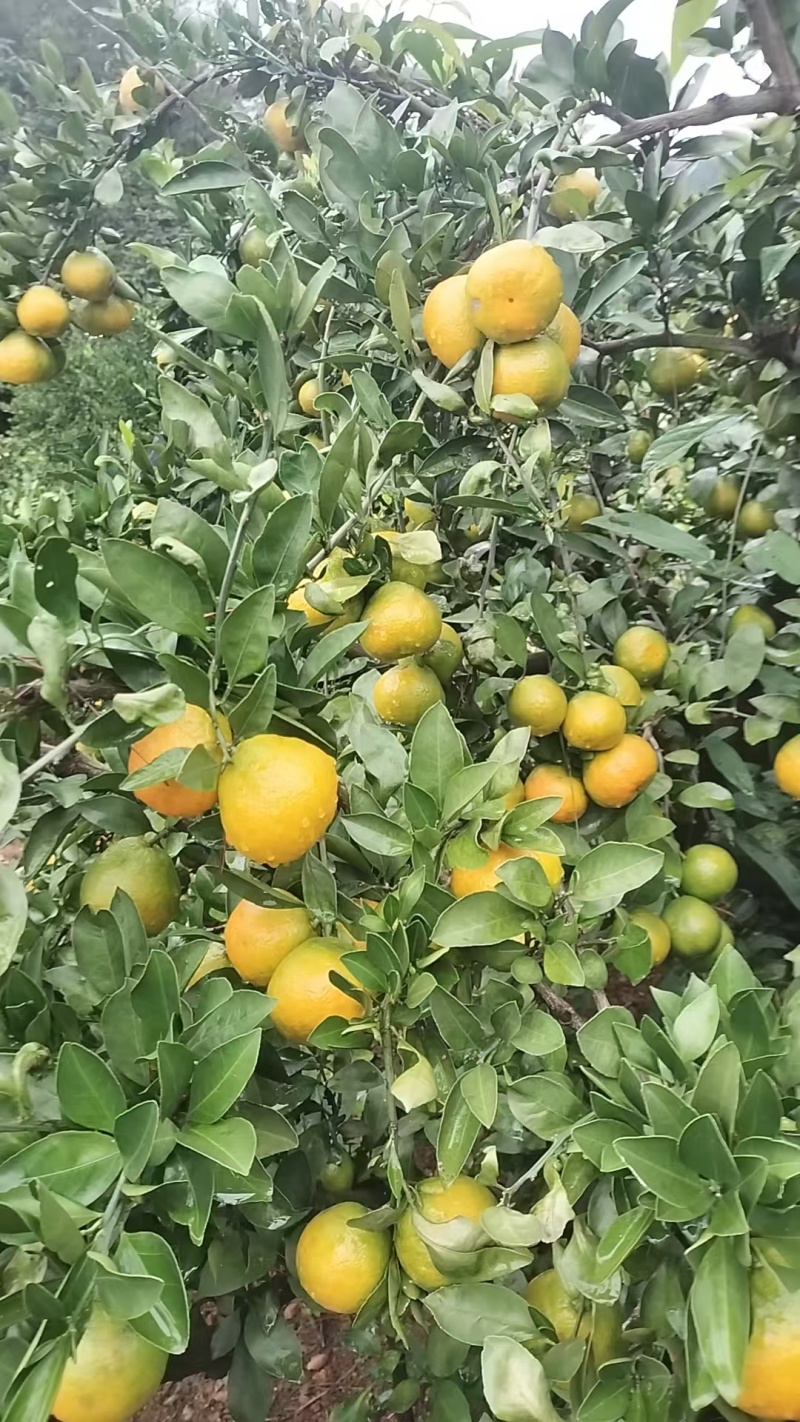 湖北高山蜜橘，皮薄化碴，产地直销，一手货源，交通便利