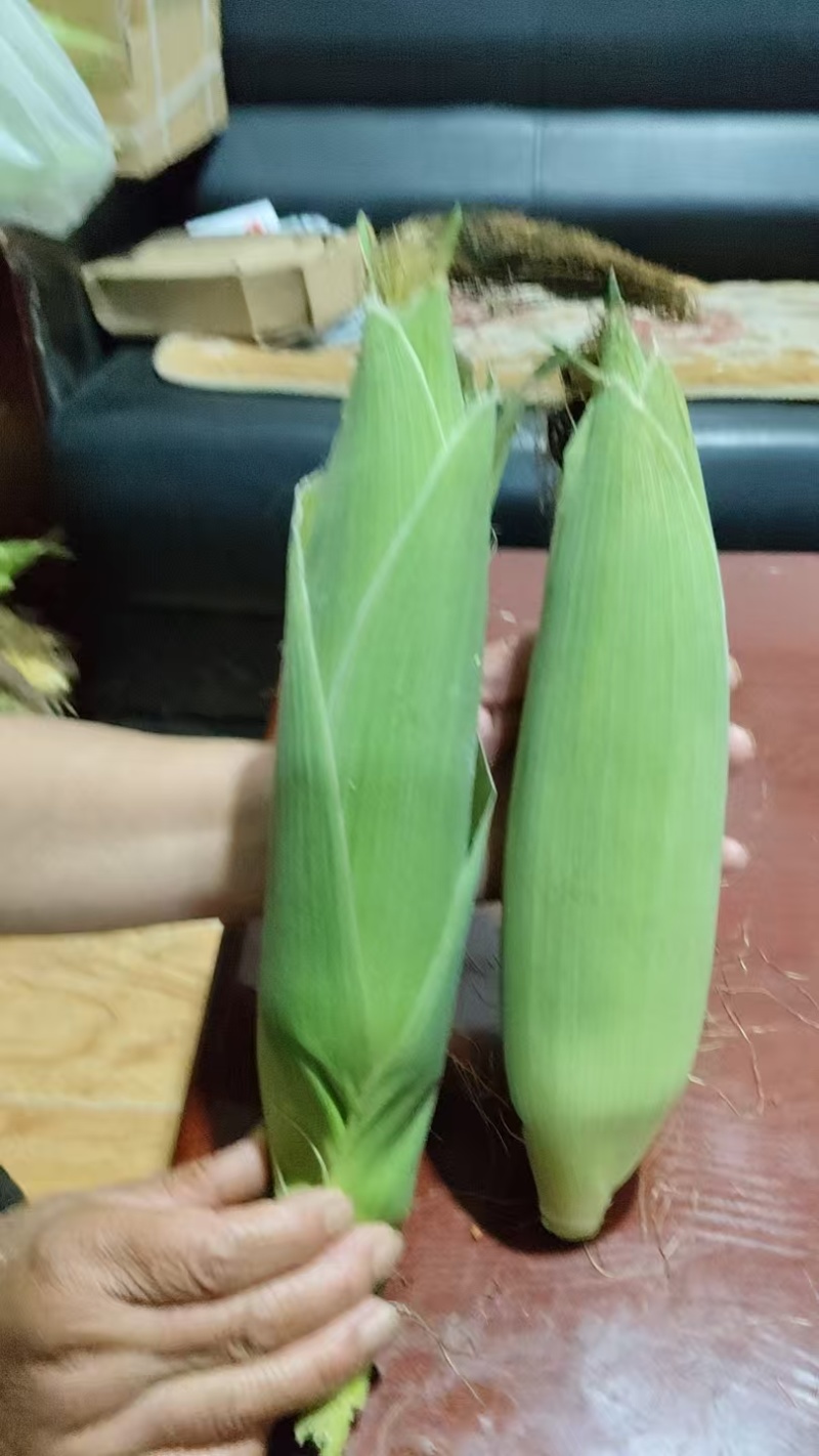甜玉米