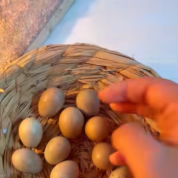 芦丁鸡蛋