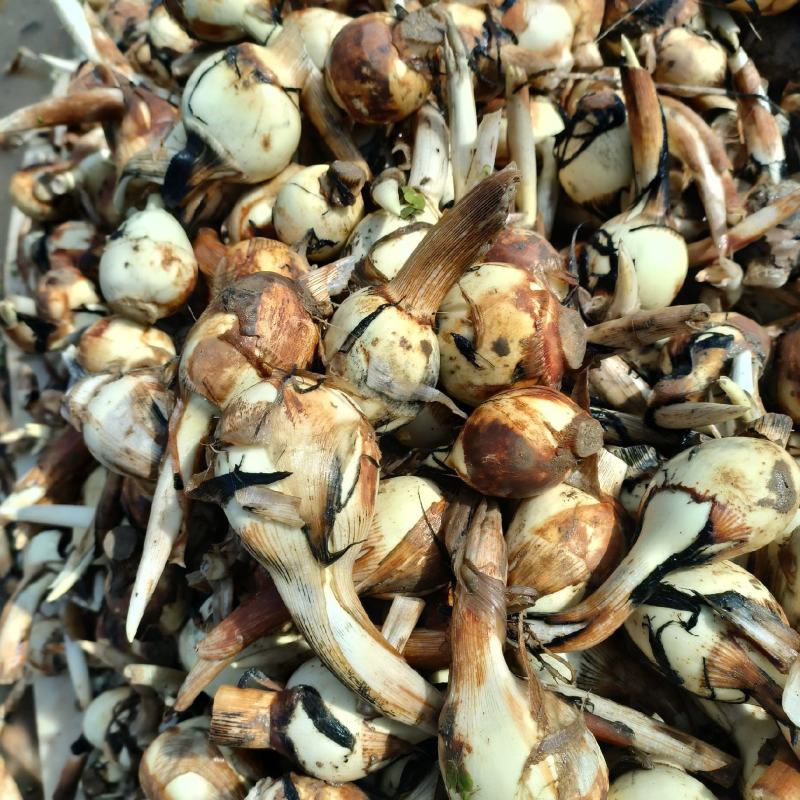 新鲜白茨菇基地直供大中小都有