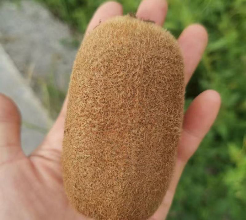 修文贵长猕猴桃70克以上现摘现发