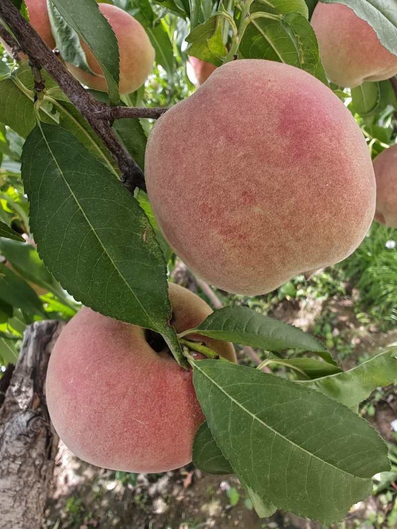 沂蒙冬桃