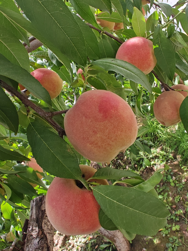 沂蒙冬桃