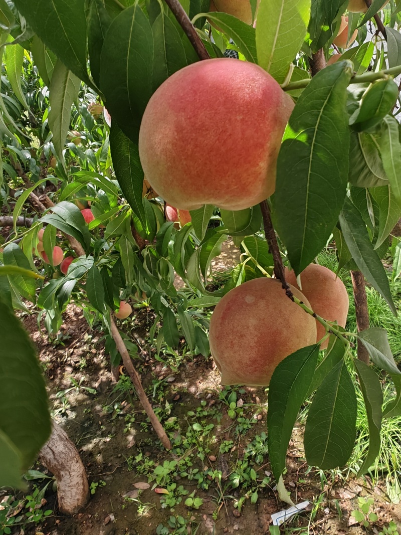 沂蒙冬桃