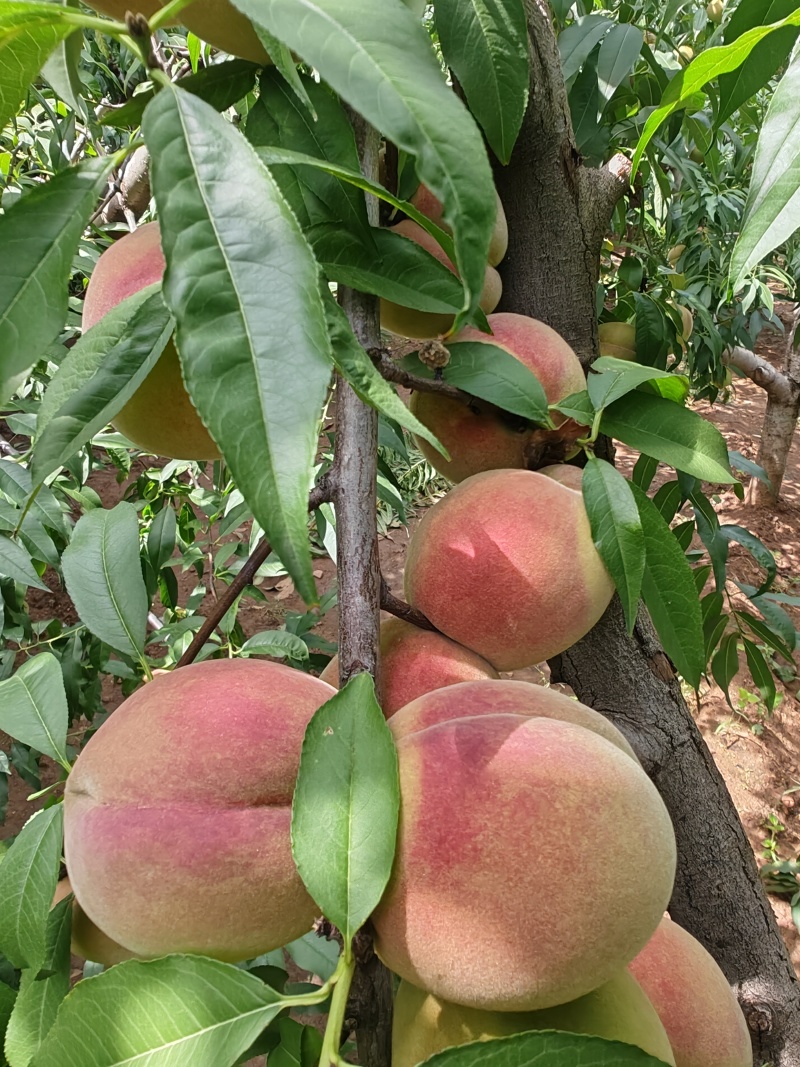 沂蒙冬桃