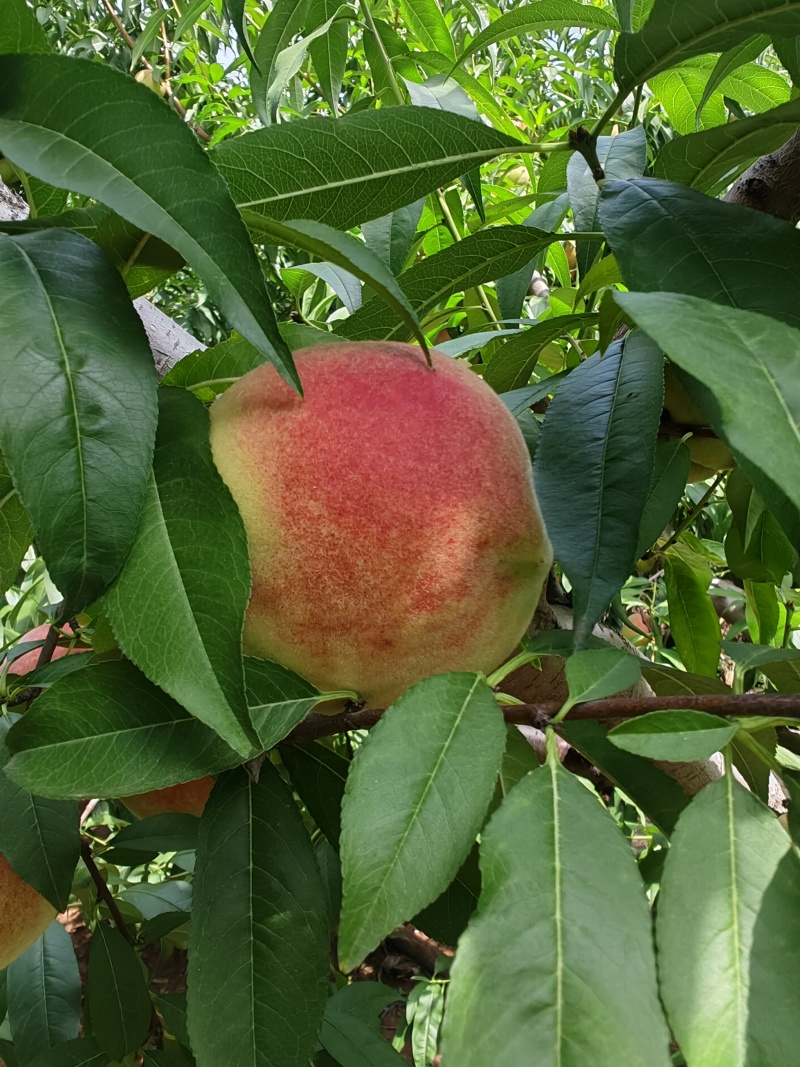 沂蒙冬桃