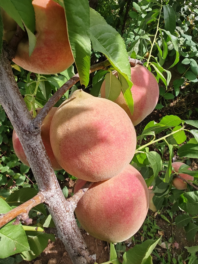 沂蒙冬桃
