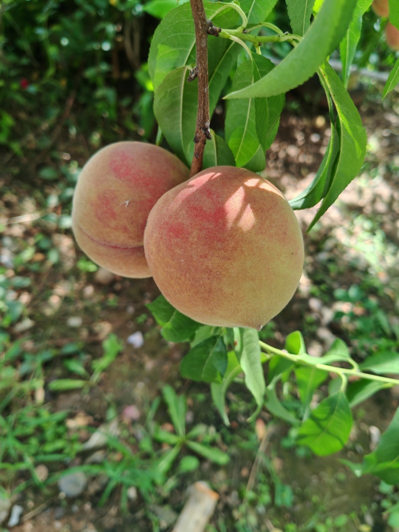 沂蒙冬桃