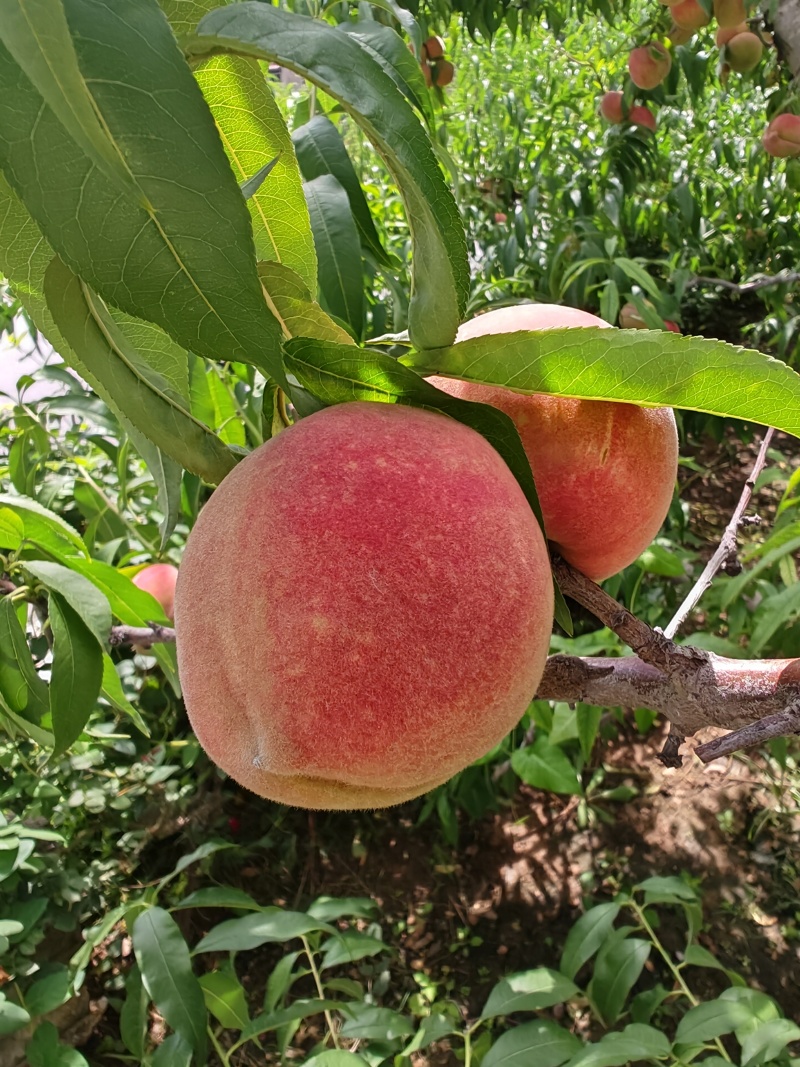 沂蒙冬桃