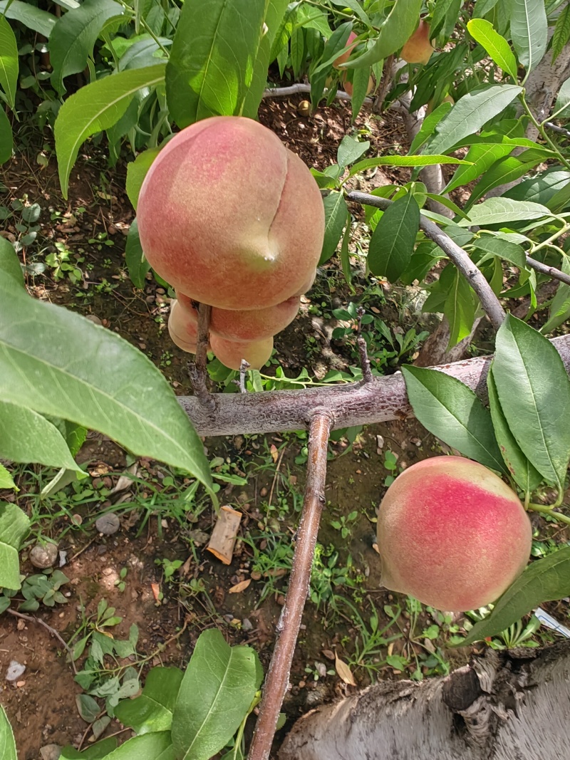 沂蒙冬桃