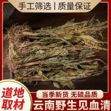 见血清中药材正宗云南野生正品见血清草矮杆新鲜干货羊耳蒜立