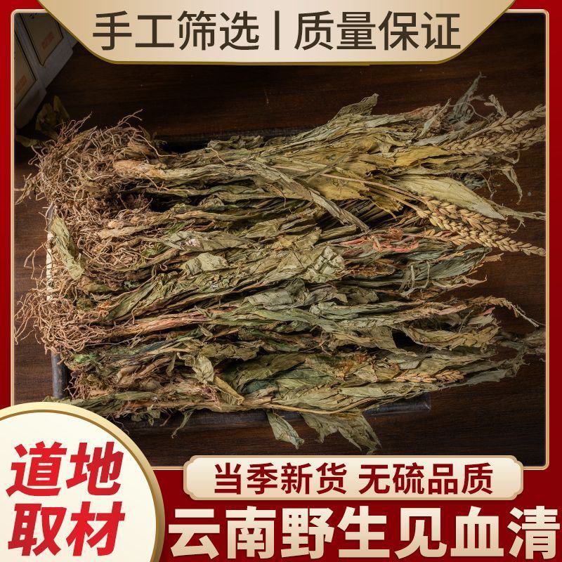 见血清中药材正宗云南野生正品见血清草矮杆新鲜干货羊耳蒜立