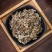 翻白草中药材正宗野生翻白草整根切段正品新鲜新货干品翻白草