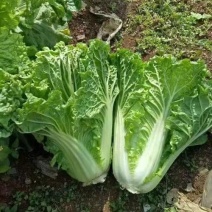 毛白菜小白菜鲜货口感佳价格实惠电商市场货都有质量很好