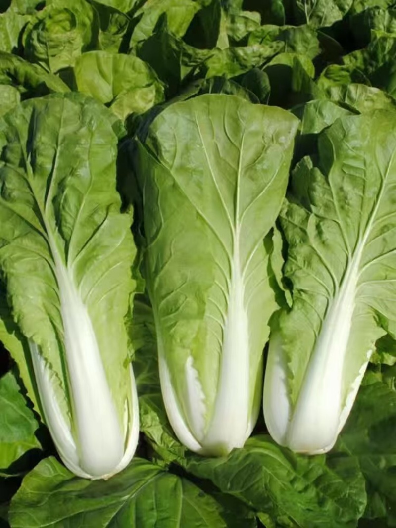 毛白菜小白菜鲜货口感佳价格实惠电商市场货都有质量很好