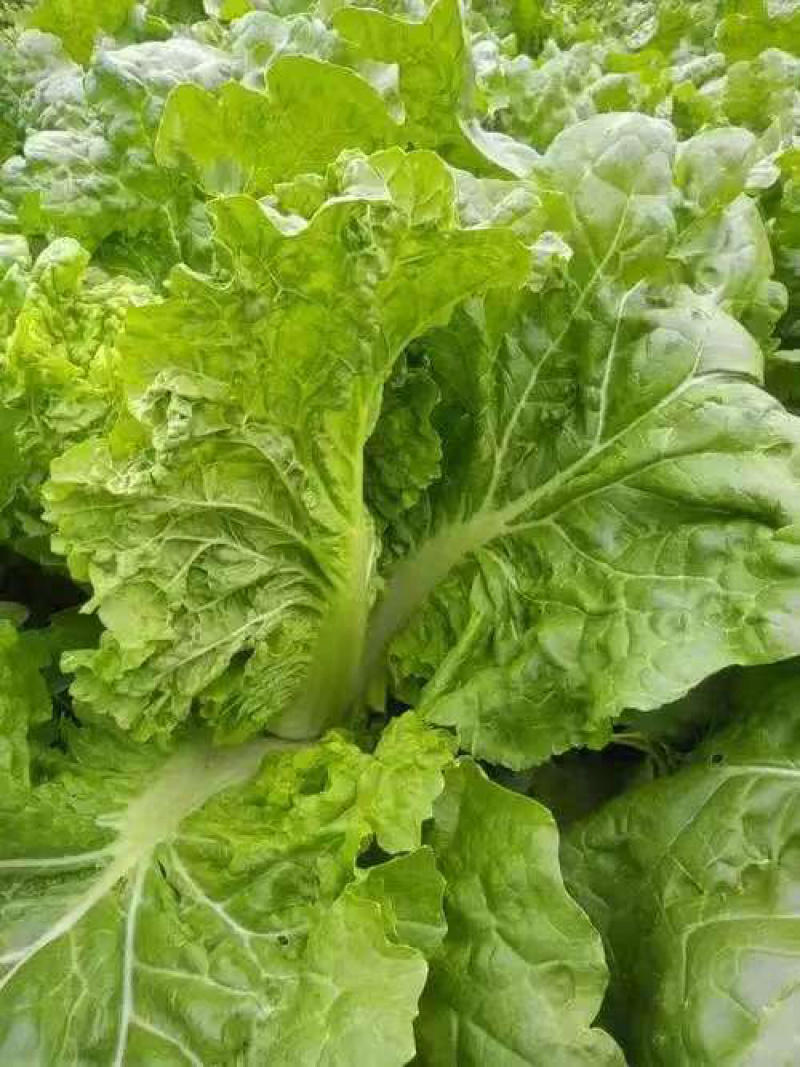 毛白菜小白菜鲜货口感佳价格实惠电商市场货都有质量很好