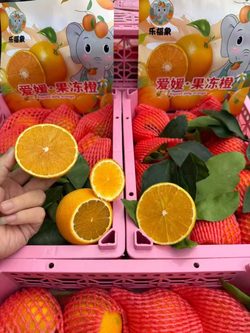 四川眉山爱媛橙大量上市品质保证欢迎各位老板来电洽谈