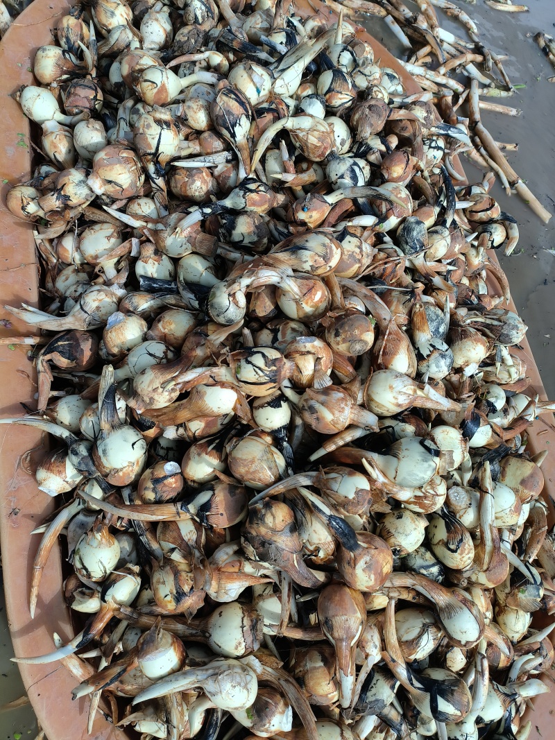 新鲜白茨菇基地直供大中小都有